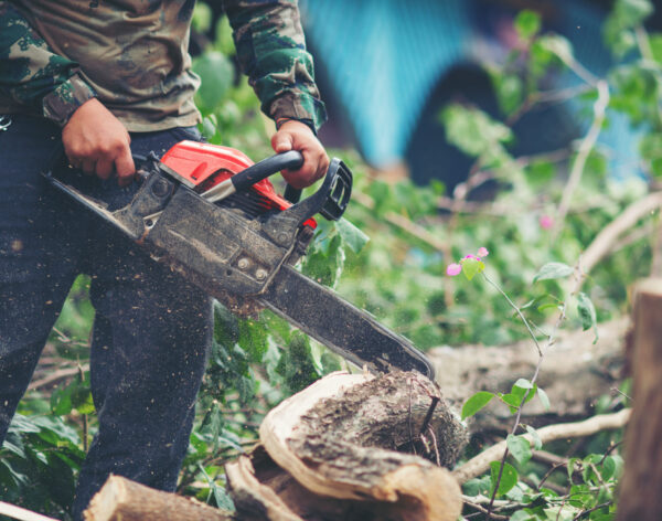 Asian man cutting trees using an electrical chainsaw