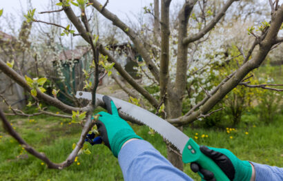 An early spring scene shows men cutting branch from a fruit tree with a garden saw.