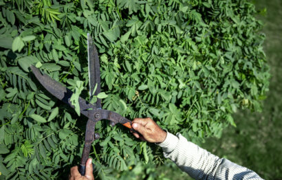 The old gardener cuts the bush with large metal old pruning shears. Garden care.