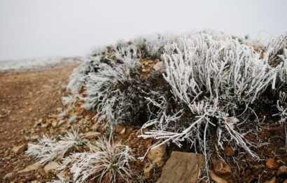 Close up frozen grass on mountain rock.