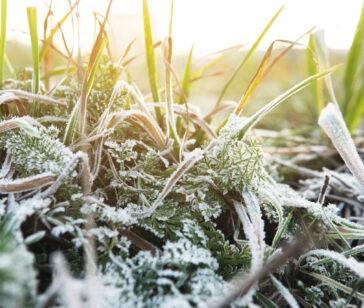 Closeup of frozen grass after first frost at winter