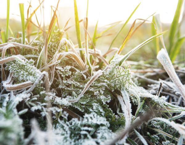 Closeup of frozen grass after first frost at winter