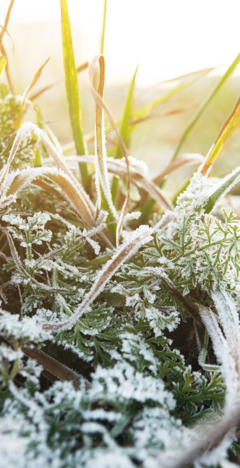 Closeup of frozen grass after first frost at winter