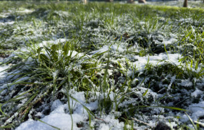 Green grass under snow. Spring, snow. Unexpected snow in April.